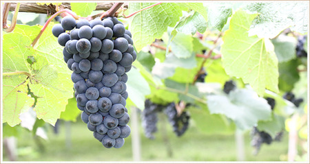 アルプスワイン ミュゼドゥヴァン 松本平ブラッククイーン | アルプス ワイン ミュゼドゥヴァン 松本平ブラッククイーン ぶどう GI NAGANO認定 長野県 塩尻市