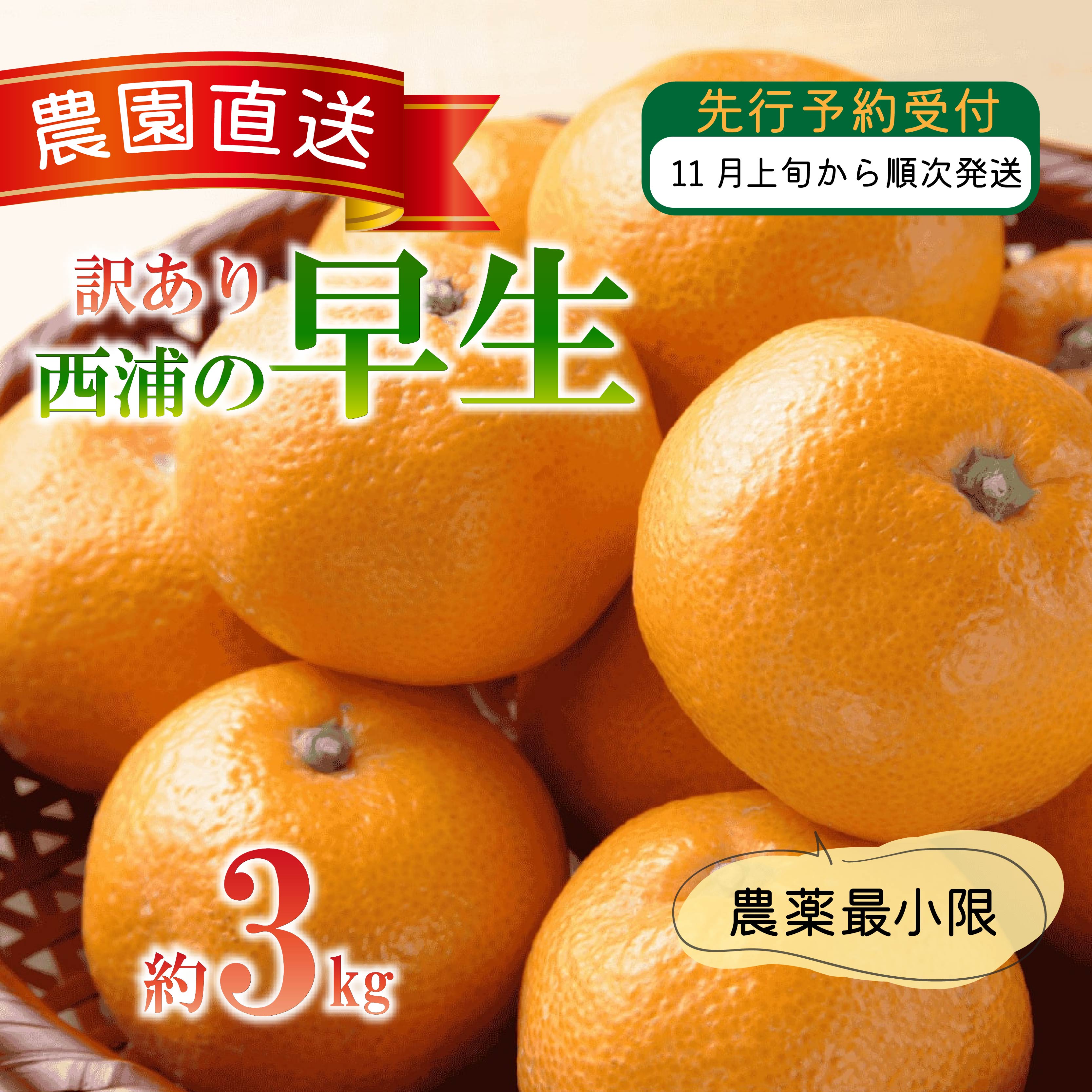 【ふるさと納税】 訳あり みかん 早生 3kg 西浦 蜜柑 柑橘 オレンジ ミカン ( 数量限定 みかん 果物 みかん フルーツ みかん 柑橘 みかん 国産 )