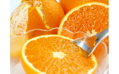 みかん 蜜柑 フルーツ 果物 くだもの オレンジ / 【ご家庭用訳アリ】紀州有田産清見オレンジ7.5kg　※2024年3月下旬頃～2024年4月下旬頃に順次発送予定(お届け日指定不可) 【uot730