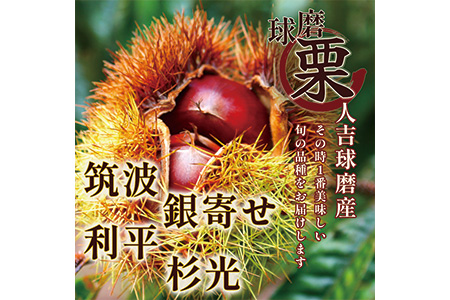 【2025年9月下旬から順次発送】 JAくま 【球磨 栗】 2kg くり 熊本県産 多良木町 くり マロン 旬の味覚 生栗