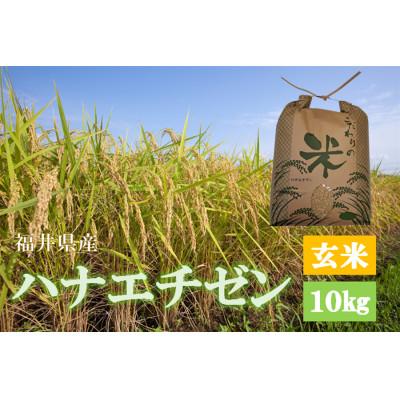ふるさと納税 越前町 令和7年産　ハナエチゼン(玄米)　10kg