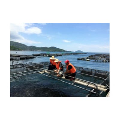 【八幡浜ふるさと体験型(2名様分)】宇和海漁師直伝!養殖餌やり＆船釣り体験【G59−4】【1492875】