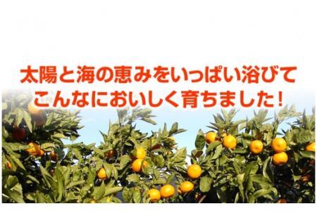 訳アリ 旬のかんきつ詰め合わせ 10kg(B145-4)