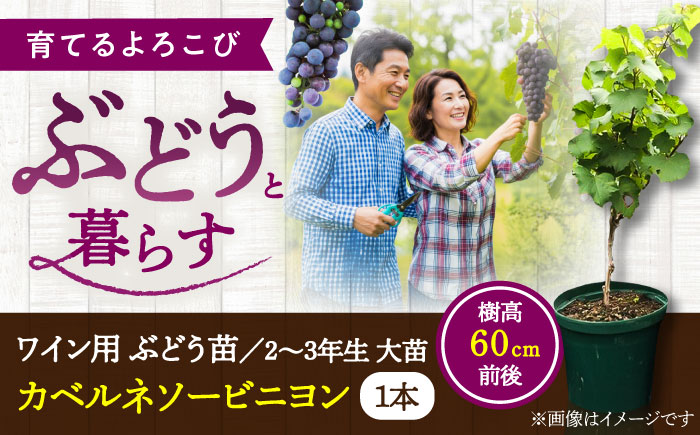 ワイン用 ブドウ苗(カベルネソービニヨン用) 6号鉢入り 2～3年生 大苗 樹高60cm前後 / 果樹 熊本県 ぶどう ぶどう苗木 葡萄 ぶどうの木 庭木 植木 菊池郡 菊陽町【Herb＆Rose】 