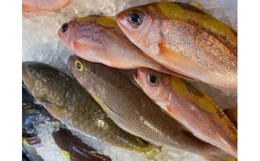 【泊漁港直送】 沖縄美ら海鮮魚4kgセット｜沖縄 那覇市 魚 魚貝類 お魚 さかな 漁港直送 美ら海 まぐろ