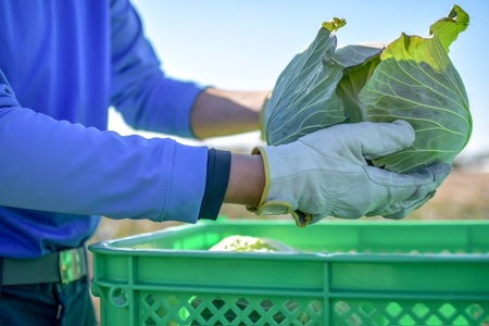 a30-312　【定期便 全4回】ジモベジ 野菜 ハーフセット