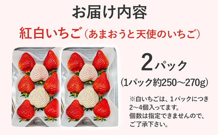 紅白いちごセット（あまおうと天使のいちご）いちご フルーツ 果物 あまおう 天使のいちご 白いちご 2パック 1パック約250g～270g 食べ比べ 福岡 苺 イチゴ 紅白【2025年2月～2025年