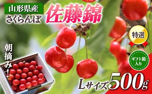 【先行受付 令和7年度発送】山形県産 朝摘みさくらんぼ特選佐藤錦500g ギフト箱入り FSY-0347