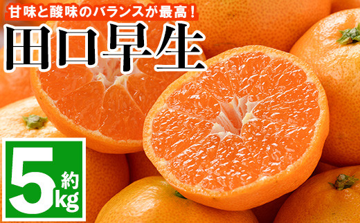 
                  <先行予約受付中！2026年11月上旬以降順次発送予定> みかん 田口早生(約5kg・補償分0.3kg)みかん ミカン 蜜柑 柑橘 フルーツ 果物 くだもの 果実 高橋農園 【109800200】【高橋　憲明】
                