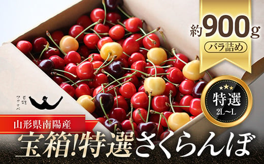 【令和6年産先行予約】 宝箱！特選 さくらんぼ 3種 約900g (特選 L～2L) バラ詰め 《令和6年6月下旬～発送》 『最上園』 サクランボ 佐藤錦 月山錦 サミット 食べ比べ 果物 フルーツ 産地直送 山形県 南陽市 [1337]