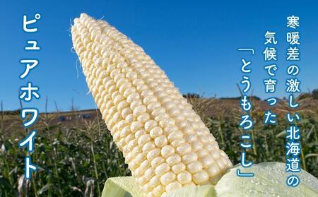 【先行予約】白いとうもろこしピュアホワイト 8本 2.4kg(2025年8月下旬～発送開始予定)【 人気 北海道産 糖度 生 野菜 スイートコーン 産地直送 バーベキュー BBQ コーン 旬 お取り寄