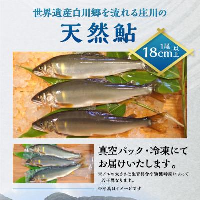 ふるさと納税 白川村 白川村産 飛騨庄川の天然鮎 8尾 [S511_8bi] |  | 01