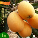 【令和6年度出荷分】果汁たっぷり！川田さん家の温室栽培びわ 1kg