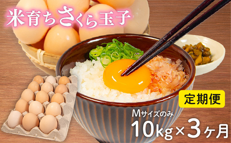 
            定期便 卵 10kg × 3ヶ月 割れ補償 5個 Mサイズ のみ 約 160個 × 3回 定期便 国産 米育ち さくら玉子 さくら卵 鶏 さくら コク 濃い 卵黄 風味 とれたて 生 たまご 地産地消  国産鶏 玉子 産みたて 新鮮 黄身 卵 かけ ご飯 たまご かけ ごはん 玉子 丼  卵 焼き すき焼き 目玉 焼き 玉子 スープ 茶碗蒸し ゆで たまご サンド 大容量 滋賀県 竜王町
          