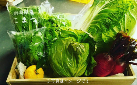 旬の野菜セット(7～8品) 季節の野菜 詰合せ [内山農園] 【011S166】