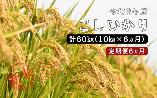 150265【令和6年産／お米定期便／6ヵ月】しまね川本 こしひかり 10kg (計60kg）