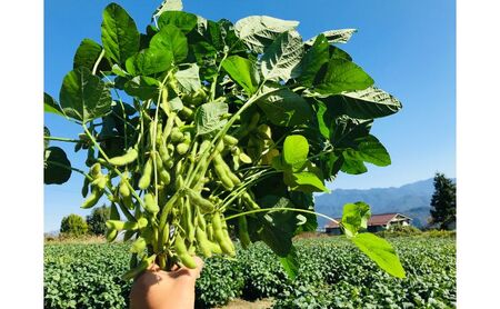 あけぼの大豆の枝豆 1.25kg えだまめ 豆 野菜 豆類 おつまみ 特産 山梨 身延町
