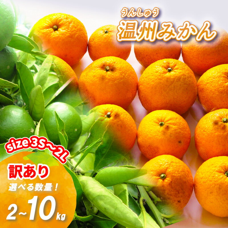【ふるさと納税】 【2025年11月上旬から順次発送】 訳あり 温州みかん 2kg/5kg/10kg 数量選択可 | 訳アリ わけあり 家庭用 早生 わせ 南柑20号 みかん 数量限定 みかん 愛媛県産 みかん 松山市 みかん 中島 みかん 温州みかん みかん 蜜柑 温州みかん ミカン みかん 旬