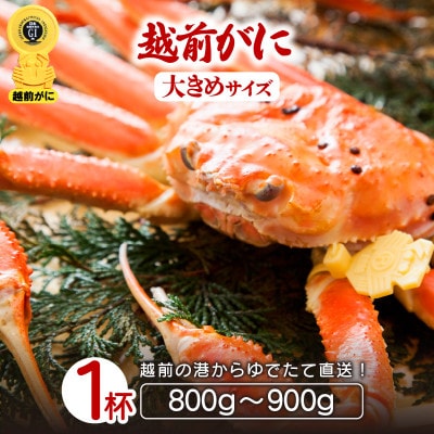 地元鮮魚店厳選 ≪浜茹で≫ 越前がに 大きめサイズ 1杯【11月発送分】【配送不可地域：離島】【1448056】