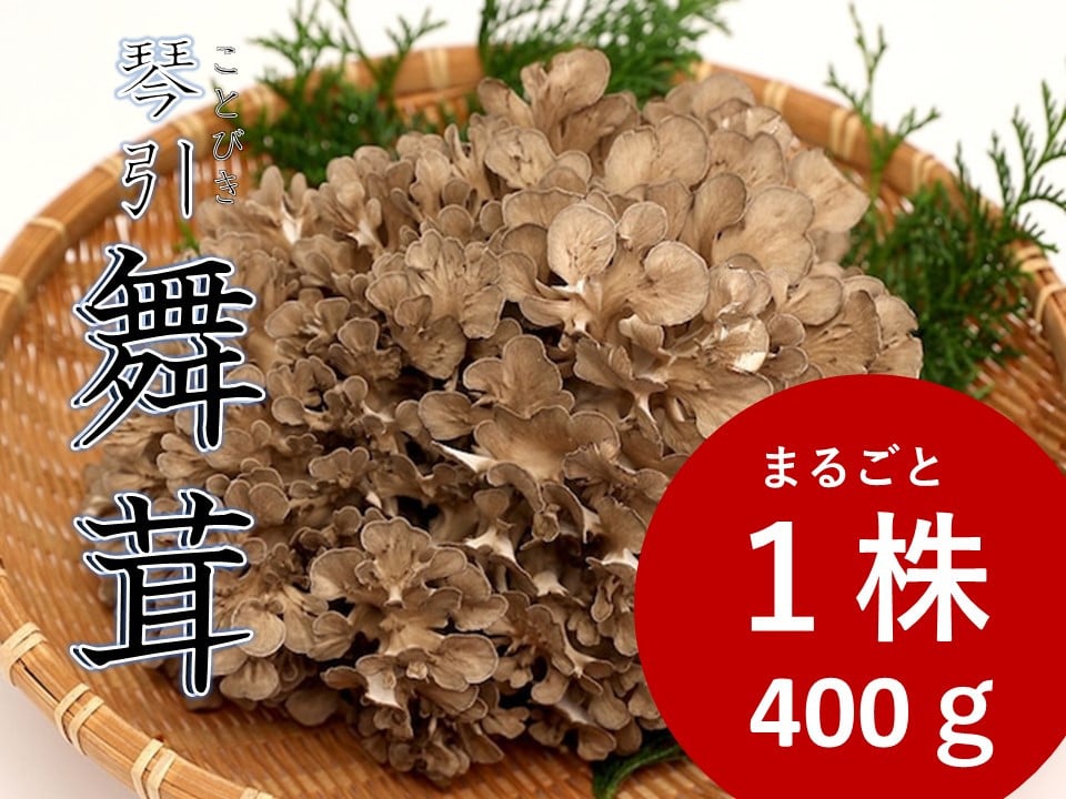 
                  琴引舞茸１株 約400ｇ【生舞茸 きのこ キノコ まいたけ マイタケ 舞茸 無農薬 肉厚 天ぷら 炊き込みご飯　プリプリ Ａ-98】
                