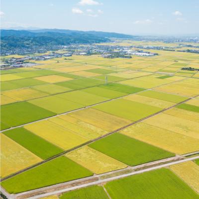ふるさと納税 加茂市 【先行予約】令和8年産　新之助　精米5kg |  | 01
