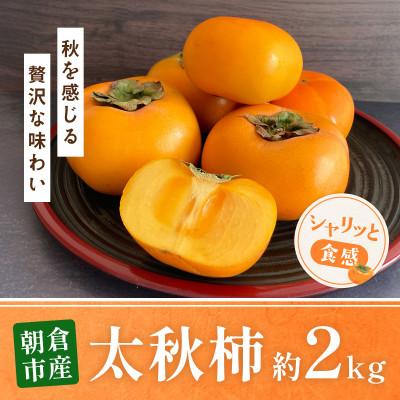 ふるさと納税 朝倉市 朝倉産　太秋柿　約2kg(朝倉市)