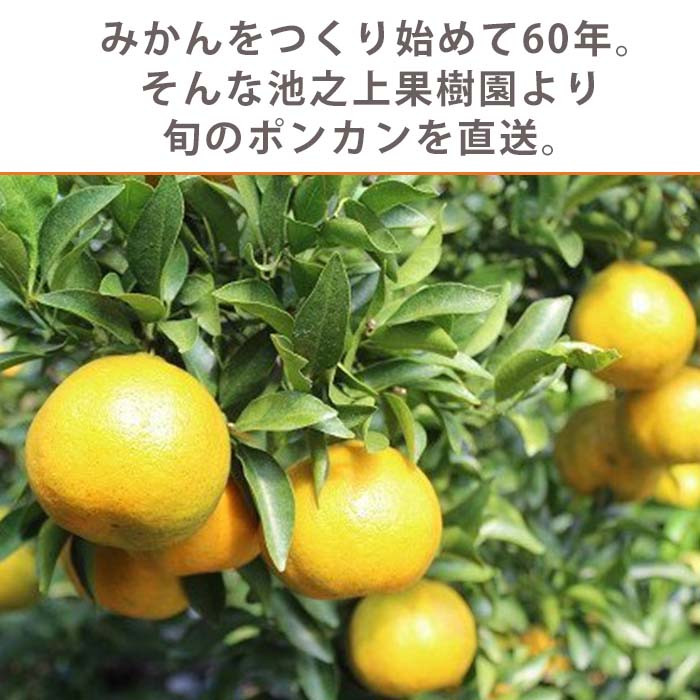 ＜先行予約受付中！2025年12月上旬頃より順次発送予定！＞池之上果樹園の旬のポンカン(約10kg・M/Lサイズ混合) 国産 鹿児島県産 果物 ぽんかん 椪柑 みかん ミカン 蜜柑 フルーツ 果実 冬