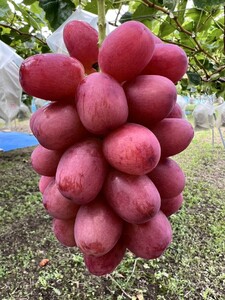 【2025年先行予約】ぶどう クイーンルージュR 1～1.5kg(2房) ｜ ぶどう ぶどう ぶどう ぶどう ぶどう ぶどう