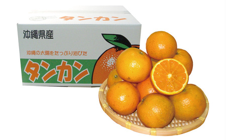 2026年発送【名護パイン園】　タンカン約5kg 先行予約 フルーツ 青果 期間限定 年末 数量限定 みかん 柑橘 沖縄 おきなわ 果実 ギフト 贈り物 子供 デザート 取り寄せ 旬 人気 おすすめ 