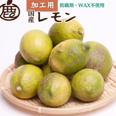 ふるさと納税 有田川町 加工用 レモン7.5kg+250g(傷み補償分)【防腐剤・WAX不使用、国産レモン】【訳あり】