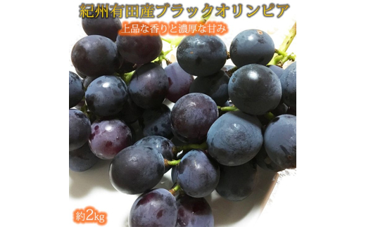 紀州有田産 ブラックオリンピア (ハチミツぶどう) 約2kg【2025年8月15日〜2025年9月10日発送予定】【UT107】