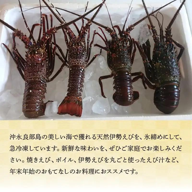 沖永良部 島産！ 天然 の 伊勢えび 2kg ( 4～6匹 ) C034-004 魚介類 冷凍 海老 エビ 伊勢海老