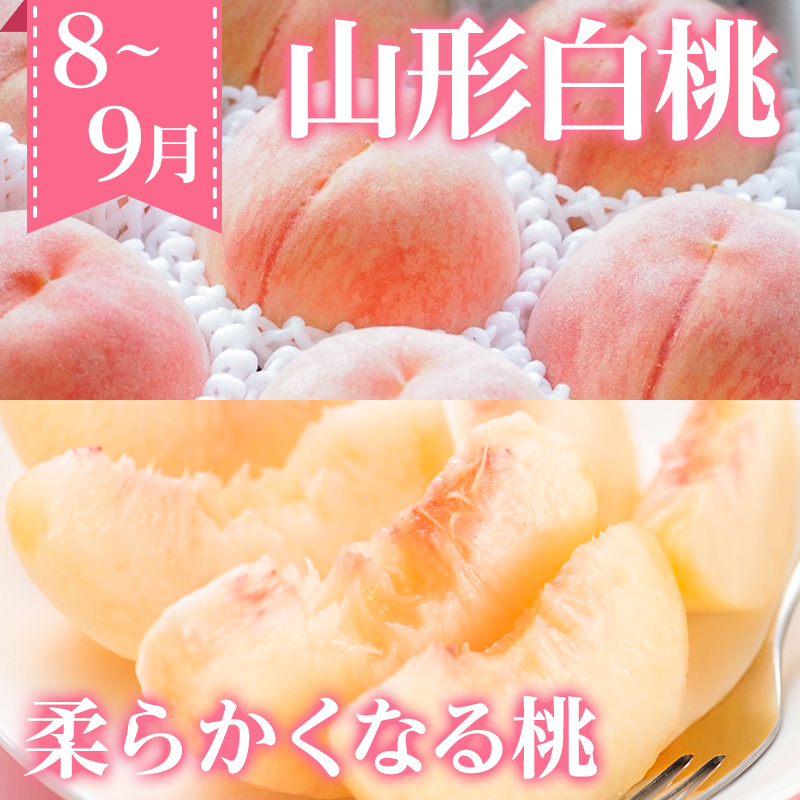 【定期便3回】ノノハナフルーツ 人気のフルーツベスト3 プ