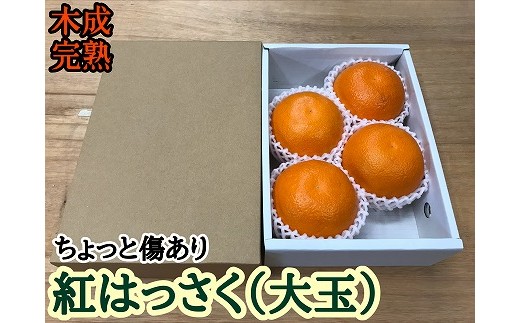 
                  ちょっと 傷あり 木成完熟 紅はっさく 大玉 2L × 4玉入 茶小箱【2027年4月上旬～発送】
                