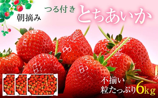 
                  【訳あり】とちあいか 不揃い粒 2kg×3箱 計6kg（家庭用、ジャム・冷凍など加工用にもおすすめ） ｜果物 いちご 朝取り 新鮮 美味しい ハート 甘い  とちあいか不揃い いちご訳あり とちあいか加工用 いちご不揃い とちあいか果物 トチアイカ 栃愛果 とちあいか苺 とちあいかイチゴ 苺加工用 イチゴ加工用 キズありいちご キズあり苺※2026年5月中旬～5月下旬頃に順次発送予定
                