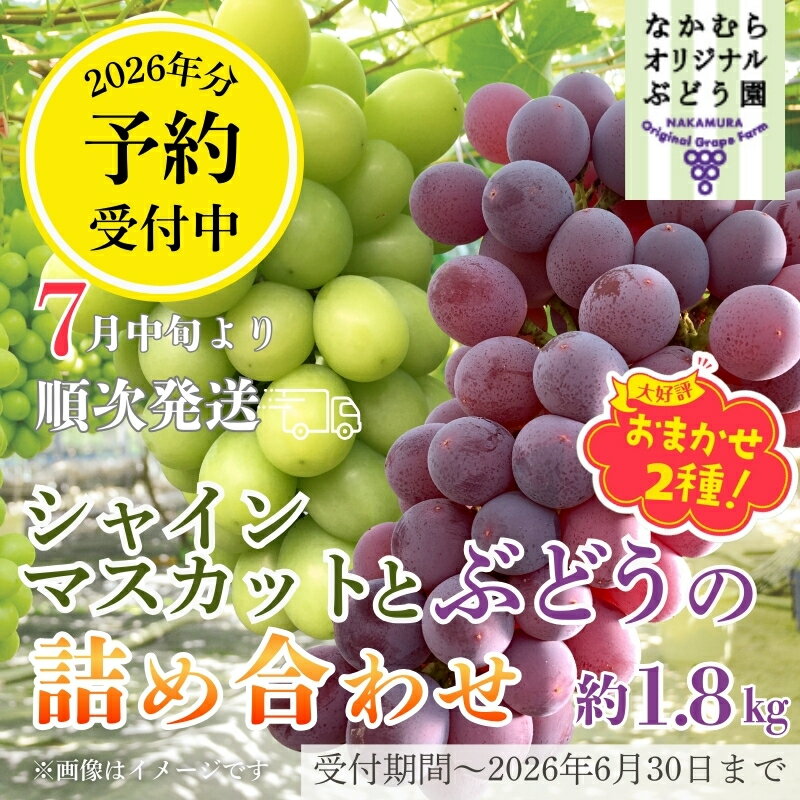 【ふるさと納税】【2026年7月中旬～順次発送】シャインマスカットとおまかせオリジナル品種詰め合わせ2種　約1.8kg 中村オリジナルぶどう園｜※発送前のご連絡についてご注意ください 希少 オリジナル品種含む おまかせ 葡萄 ブドウ グレープ フルーツ 果物 くだもの 果汁