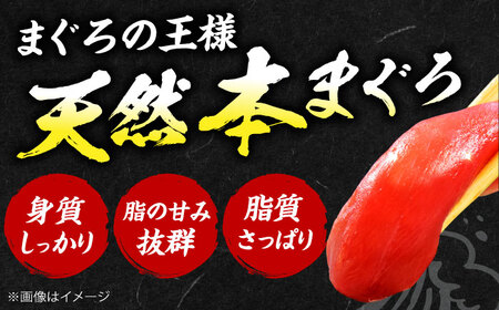 【全6回定期便】たね熟天然本まぐろ大トロ(960g)[AOCE029]マグロ