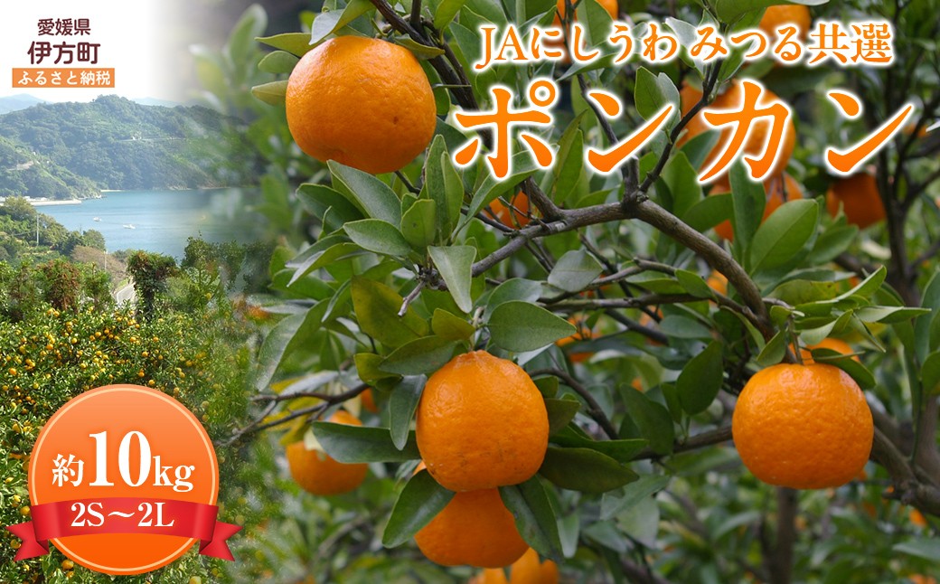 
            【先行予約】【数量限定】JAにしうわ みつる共選 ポンカン約10kg（2S～2L）※離島への配送不可（2026年1月中旬より順次発送予定） 【 ふるさと納税 人気 おすすめ ランキング ぽんかん ポンカン みかん ミカン 果物 果実 柑橘 フルーツ でこぽん デコポン 旬 生果 デザート くだもの 国産 甘い 西宇和 贈答 贈り物 ギフト 愛媛県産 愛媛県 伊方町 送料無料 】 IKTBC005
          