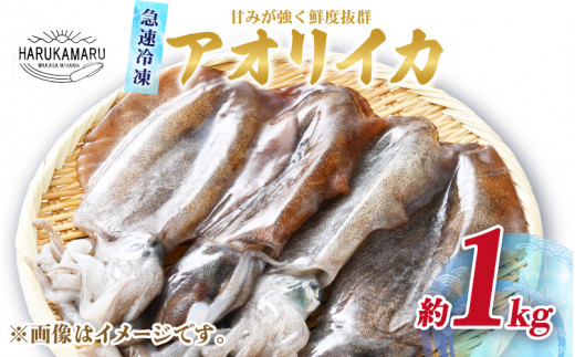 【先行予約】イカ お刺身で食べる 天然 アオリイカ 約1kg 活きたイカをご提供している漁師が活〆！【2026年11月上旬以降順次発送予定】急速冷凍 鮮度格別！若狭湾 福井 地物 海鮮 個別包装 真空