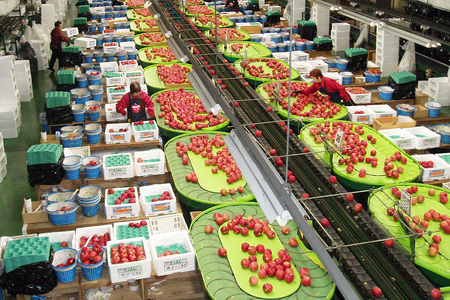 【26年3月クール便発送】りんご 葉取らずサンふじ【良品】約10kg キタエアップル