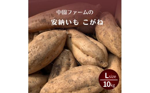 種子島 安納いも こがね ( 生芋 ) L サイズ 10kg　NFN649【525pt】 // 安納芋 安納いも発祥の地 本場・安納地域産 糖度 熟成期間 G.I 保護制度 ブランド 金賞 生いも 芋 いも さつまいも 希少 黄金
