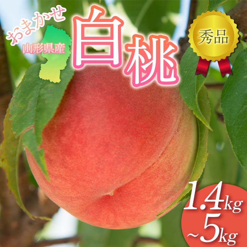 【ふるさと納税】 【選べる容量】≪2025年先行予約≫贈答用 山形県産 おまかせ 白桃 1.4kg～5kg 秀品 2025年8月下旬から順次発送 柔らかくなる桃 夏果実 果実 果物 くだもの フルーツ 桃 もも ピーチ 化粧箱 贈答 ギフト プレゼント 産地直送 山形県 西川町 月山 FYN9-894var