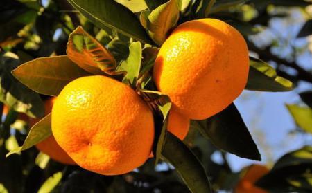 [秀品]有田のブランド「賢みかん」5kg(Mサイズ) 【2024年11月中旬頃より順次発送】