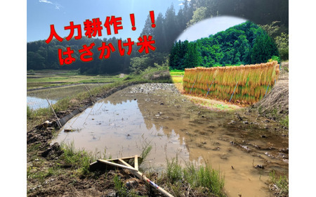 明晶町のお米で作った玄米茶（5包入り×5袋）