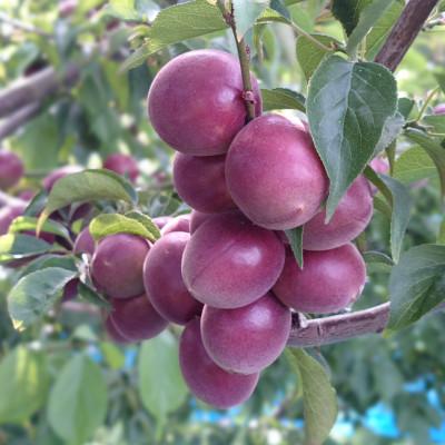 ふるさと納税 田辺市 【2025年分先行予約】紫宝梅『ミスなでしこ(R)』【青梅:1kg】【ngm009】 |  | 02