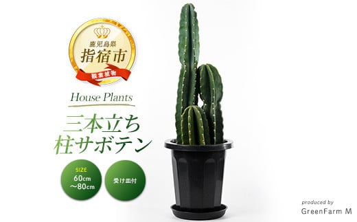 2026年3月上旬～発送【観葉植物】三本立ち柱サボテン60cm～80cm(Green Farm M/027-1507) 観葉植物 植物 鉢付 インテリア 室内 オフィス おしゃれ プレゼント ギフト 開店祝い 移転祝い マイナスイオン【配送不可地域：北海道・沖縄県・離島】