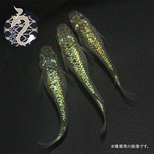 メダカ「クレパトシアン」1ペア