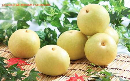 J-2 梨　二十世紀 約5kg【8～16玉】