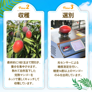 【ふるなびWEEK対象】マンゴー【数量限定】【2026年発送】 完熟マンゴー 2～3玉