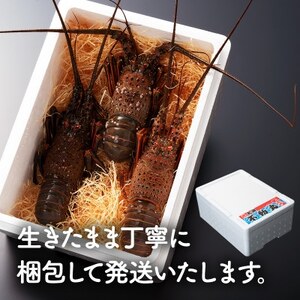 2024年5月1日発送開始!プリっぷり♪活け伊勢海老1尾500～550g【配送不可地域：離島・北海道・沖縄県・東北・中国・四国・九州】【1145728】